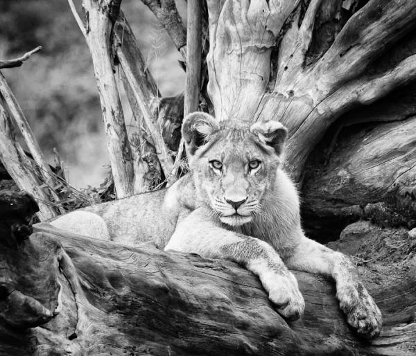 Photograph Karin De Winter Subadult Lion on One Eyeland